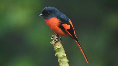 Identifying Birds — How to Recognize That Feathered Stranger