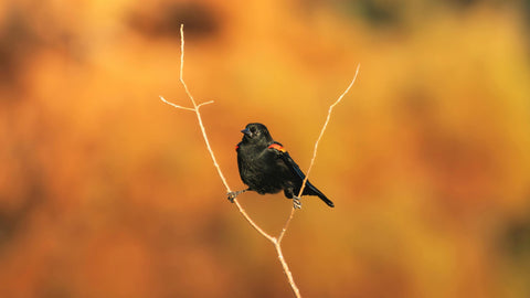 The Changing Seasons — Mapping Avian Rhythm