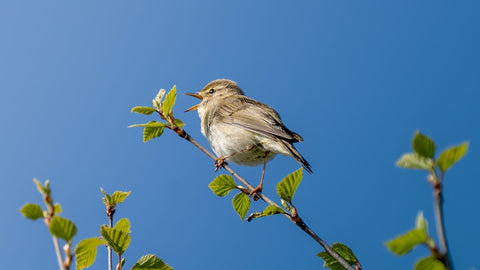How to Start Birdwatching — Step Into a Quieter World