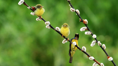Habitats & Species — Finding Your Local Wildlife