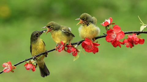 Advanced Observation — Reading the Wild